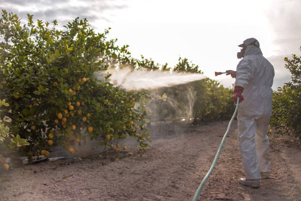 Professional Pest Control in Port Lavaca, TX