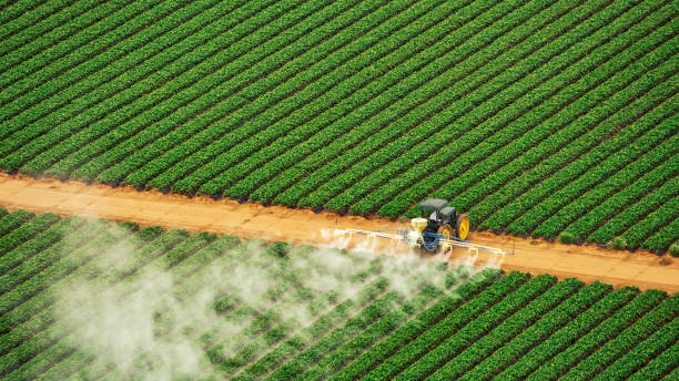 Best Local Pest Control Services  in Port Lavaca, TX