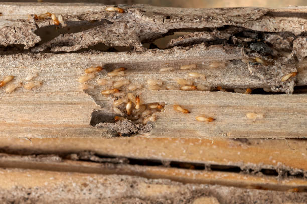 Best Commercial Pest Control Services  in Port Lavaca, TX