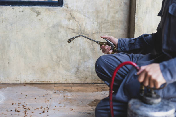 Best Flea Control Services  in Port Lavaca, TX
